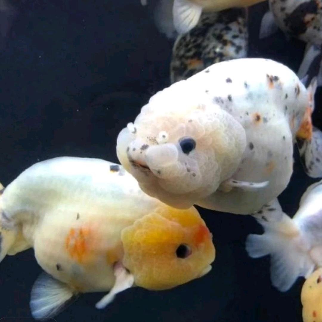 鱼水间观赏鱼养殖