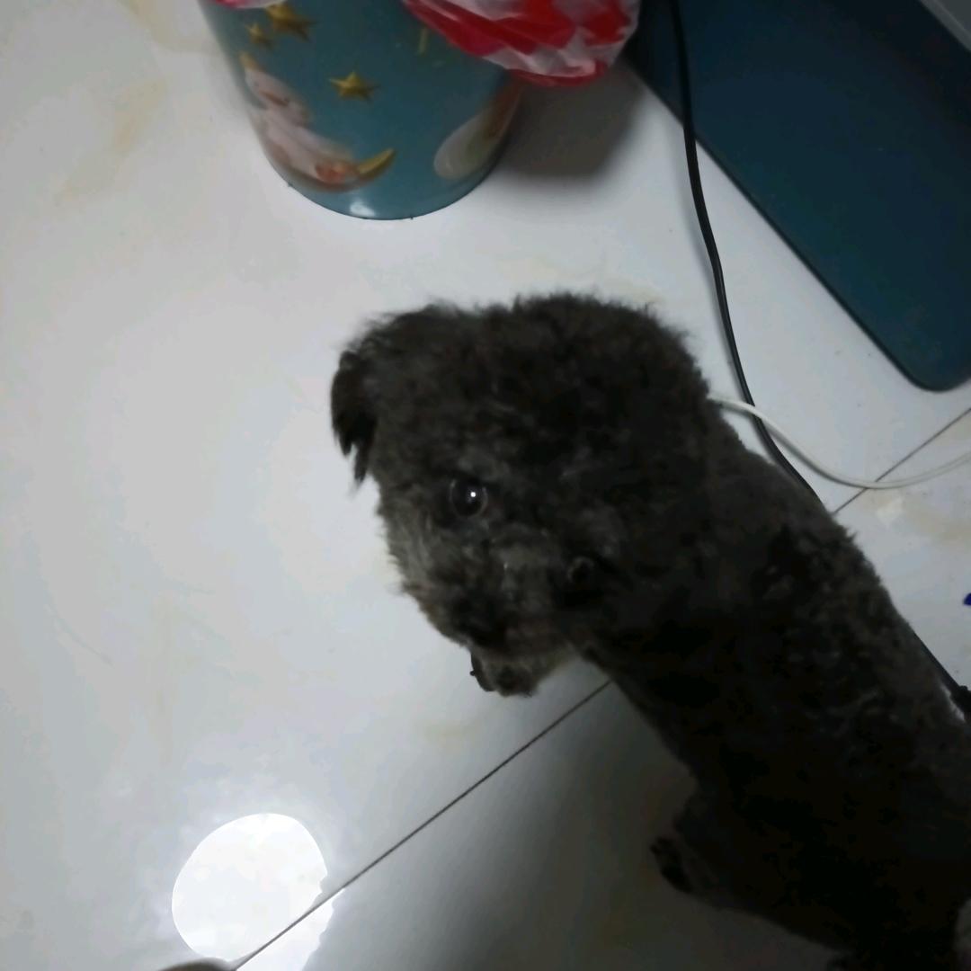 又菜又爱玩
