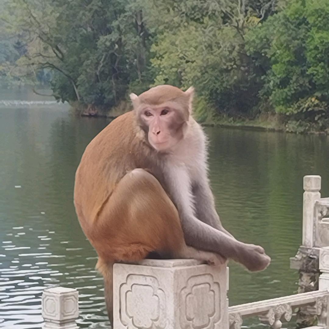 嘉嘉