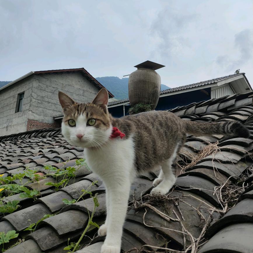 玉兔
