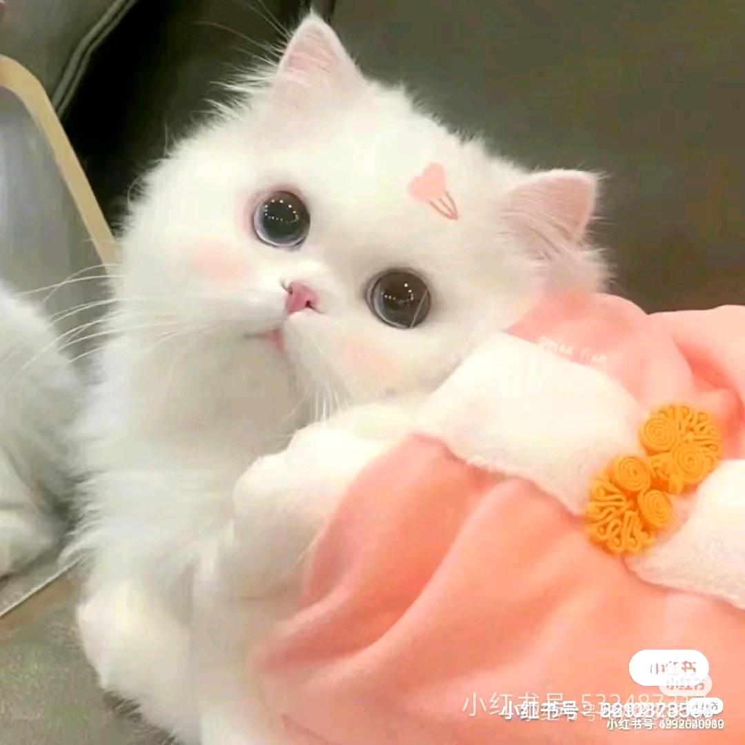 小可爱