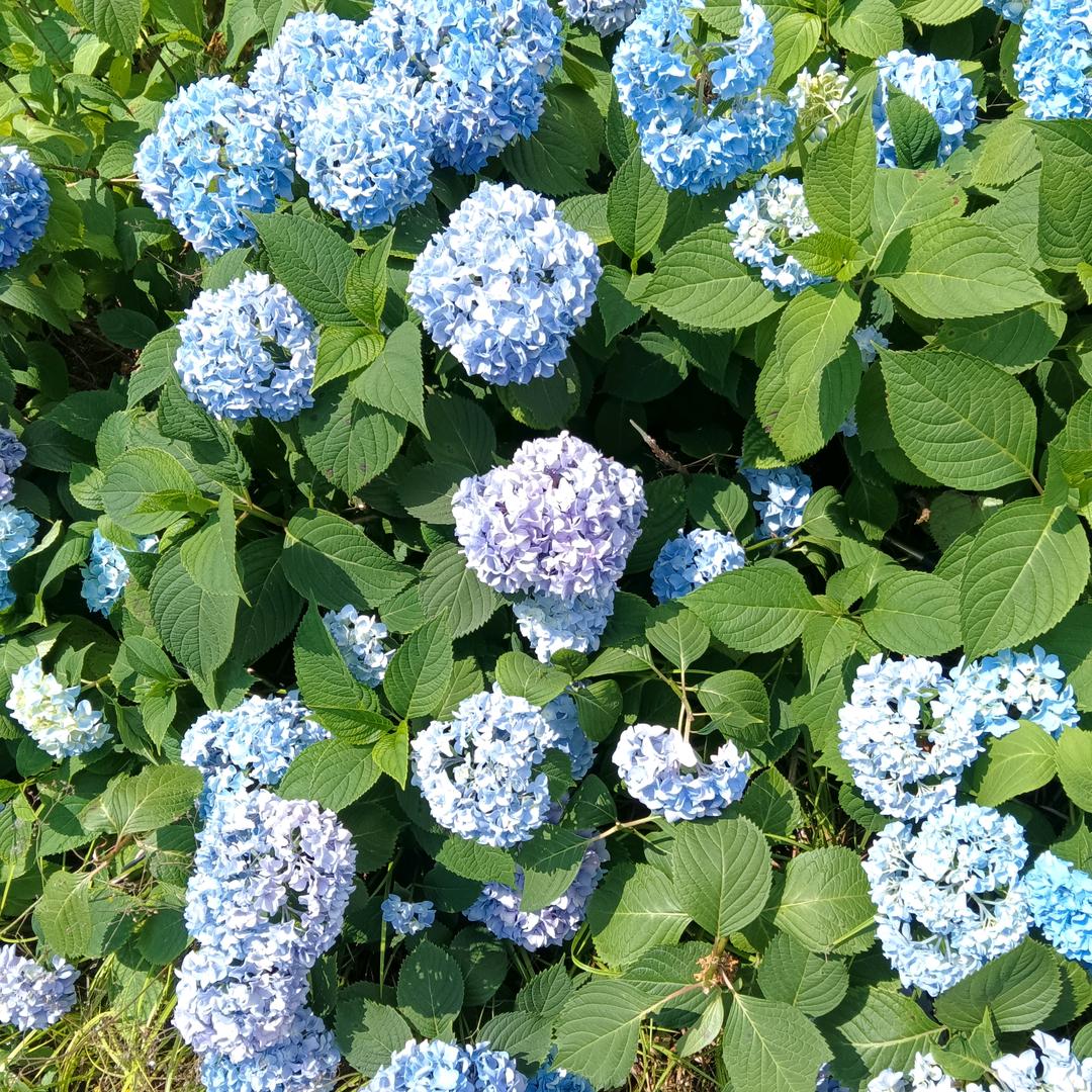简单的幸福