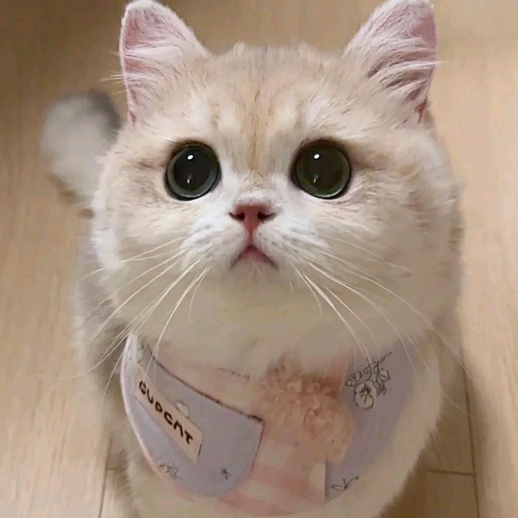 我爱吃李子