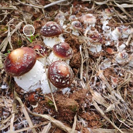 赤松茸产地直发