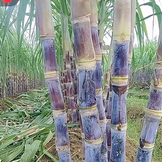 小姚水果甘蔗《代办》商贸