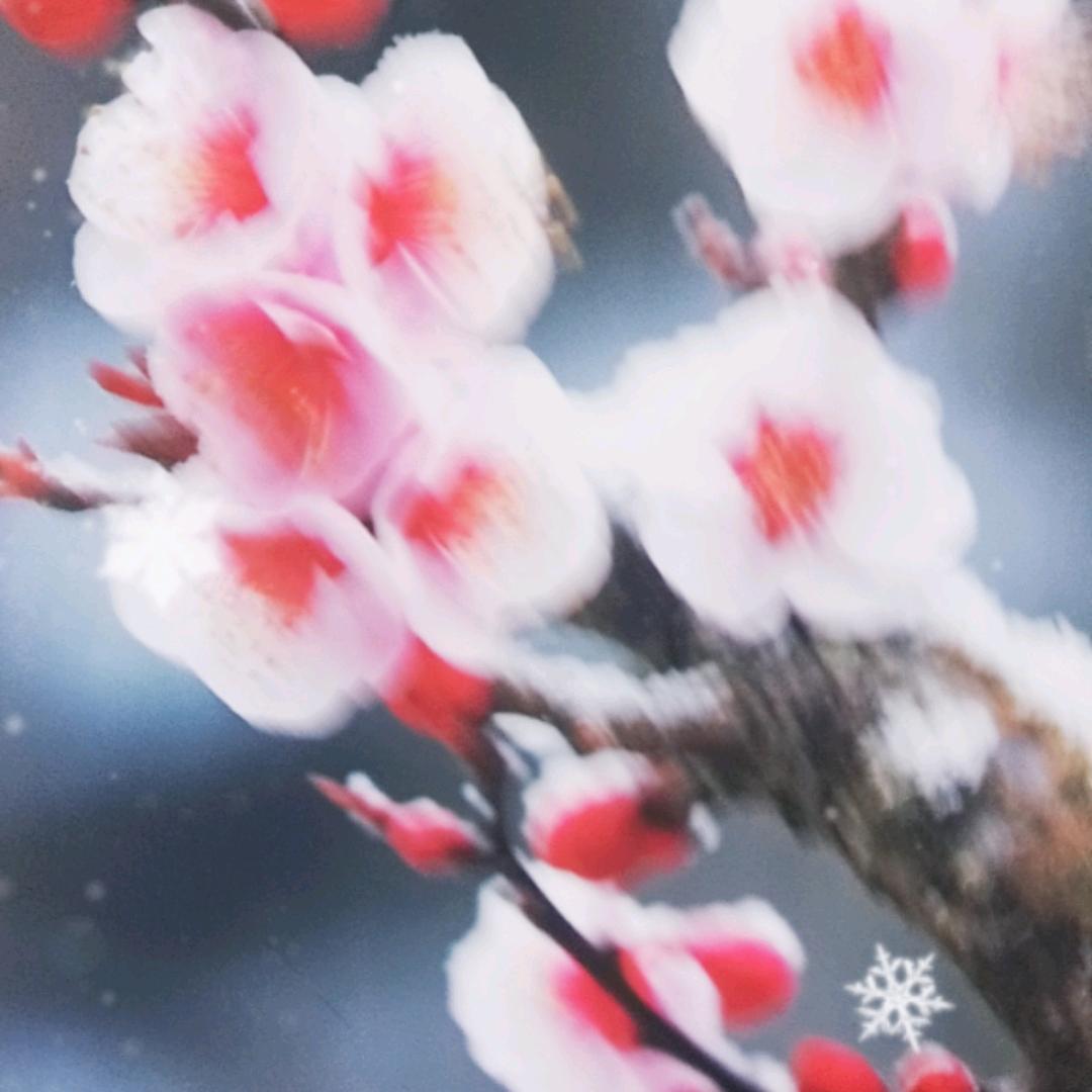 雪中梅花cqf