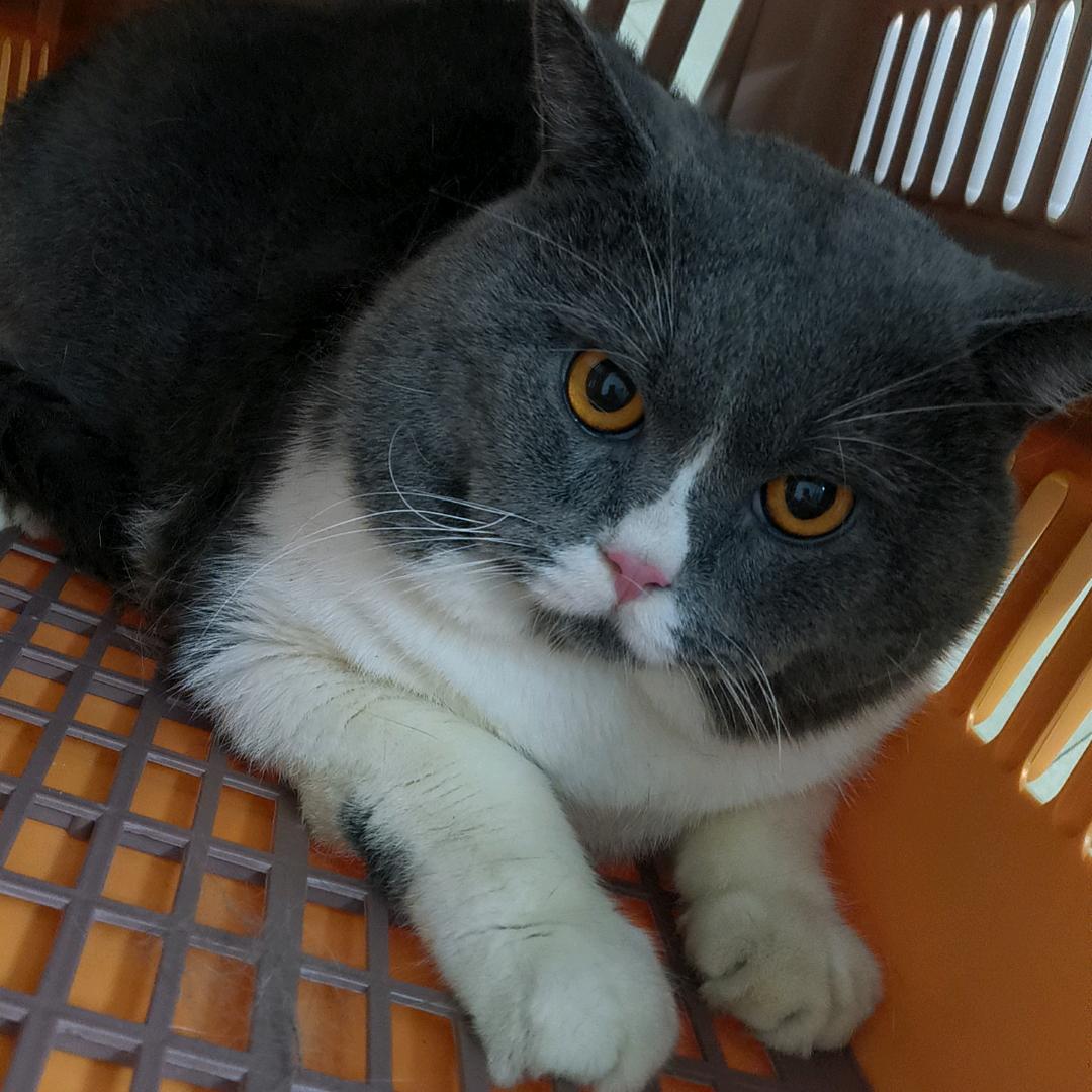 楚伊人