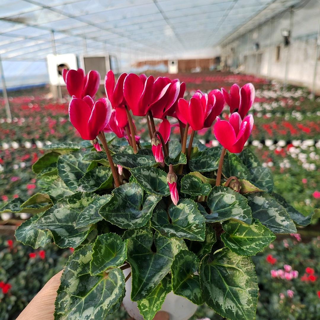 青州市锦满园花卉苗木有限公司