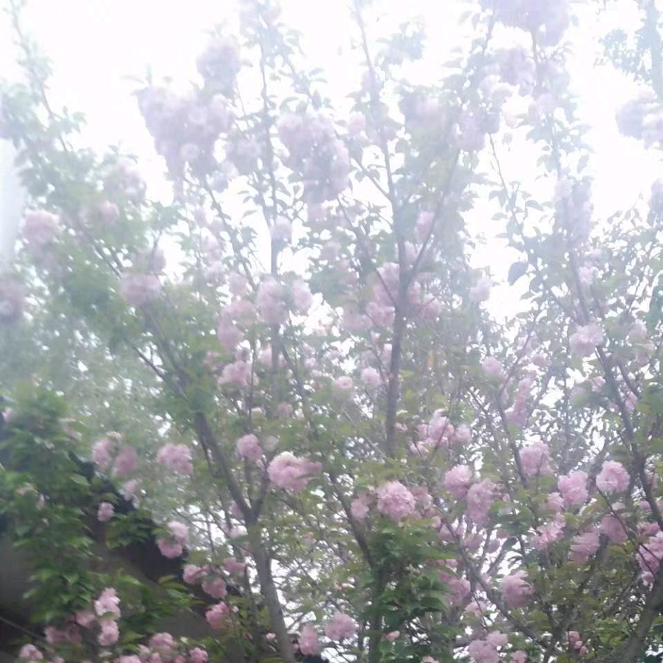 朱朱