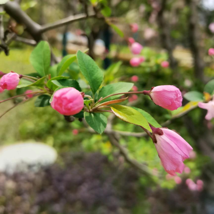 柠檬花茶