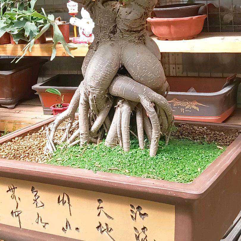 十五花园