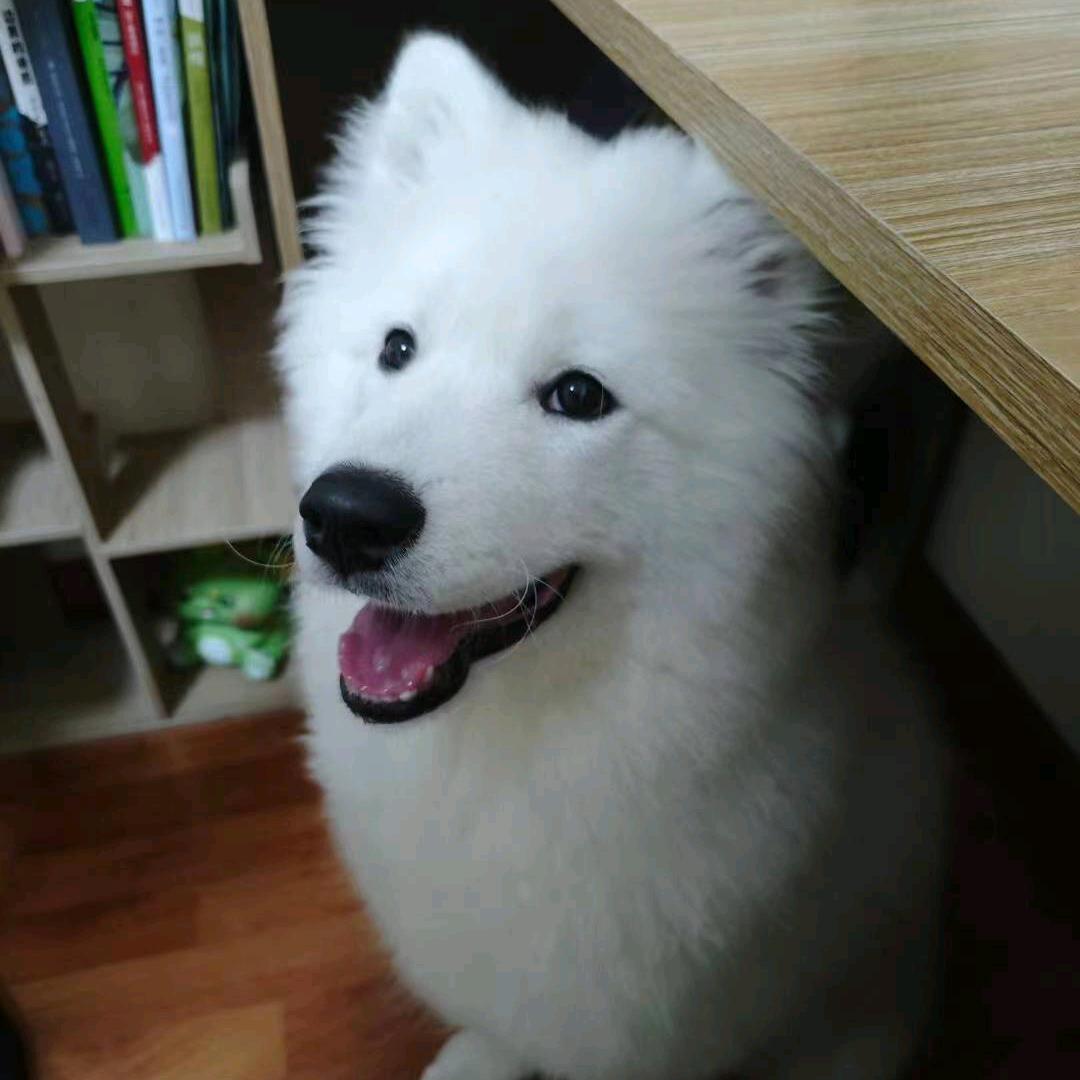 大学牛马