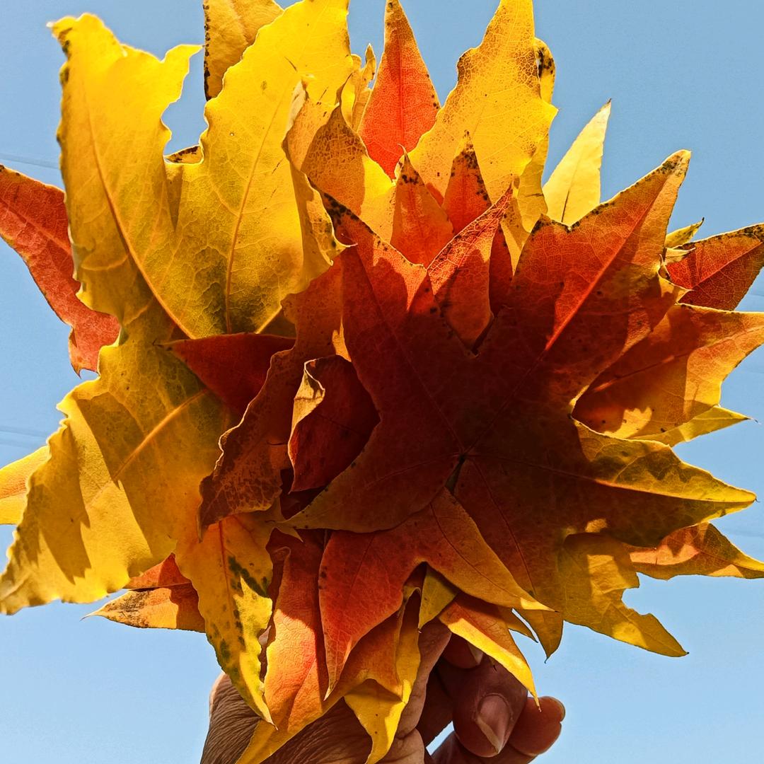 柔云轻舞 ☁️💃