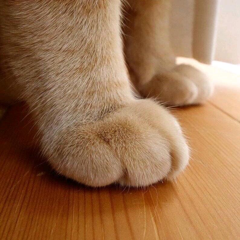 奶油不要油☀️