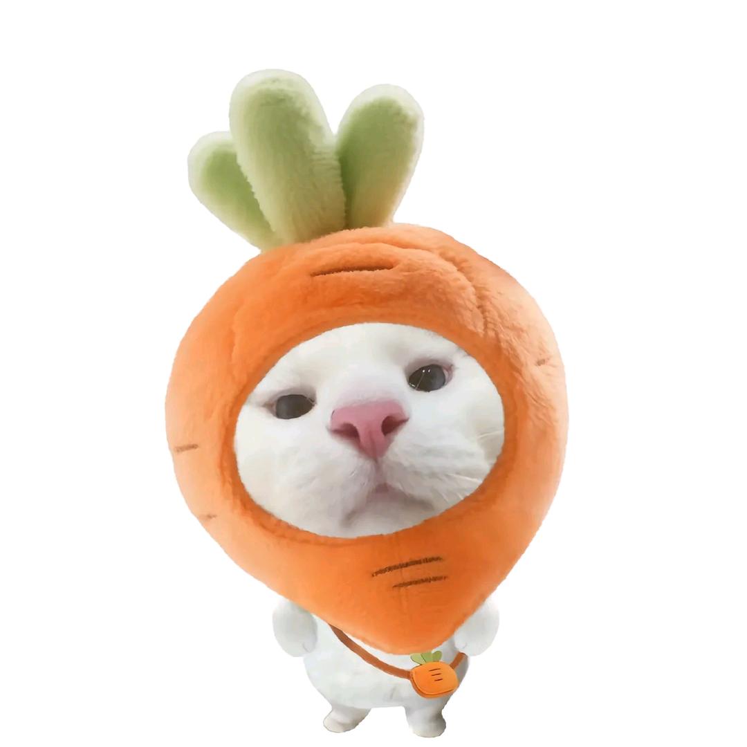 徘徊猫