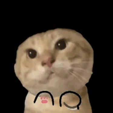 鸡因鸽（广西套狗王）