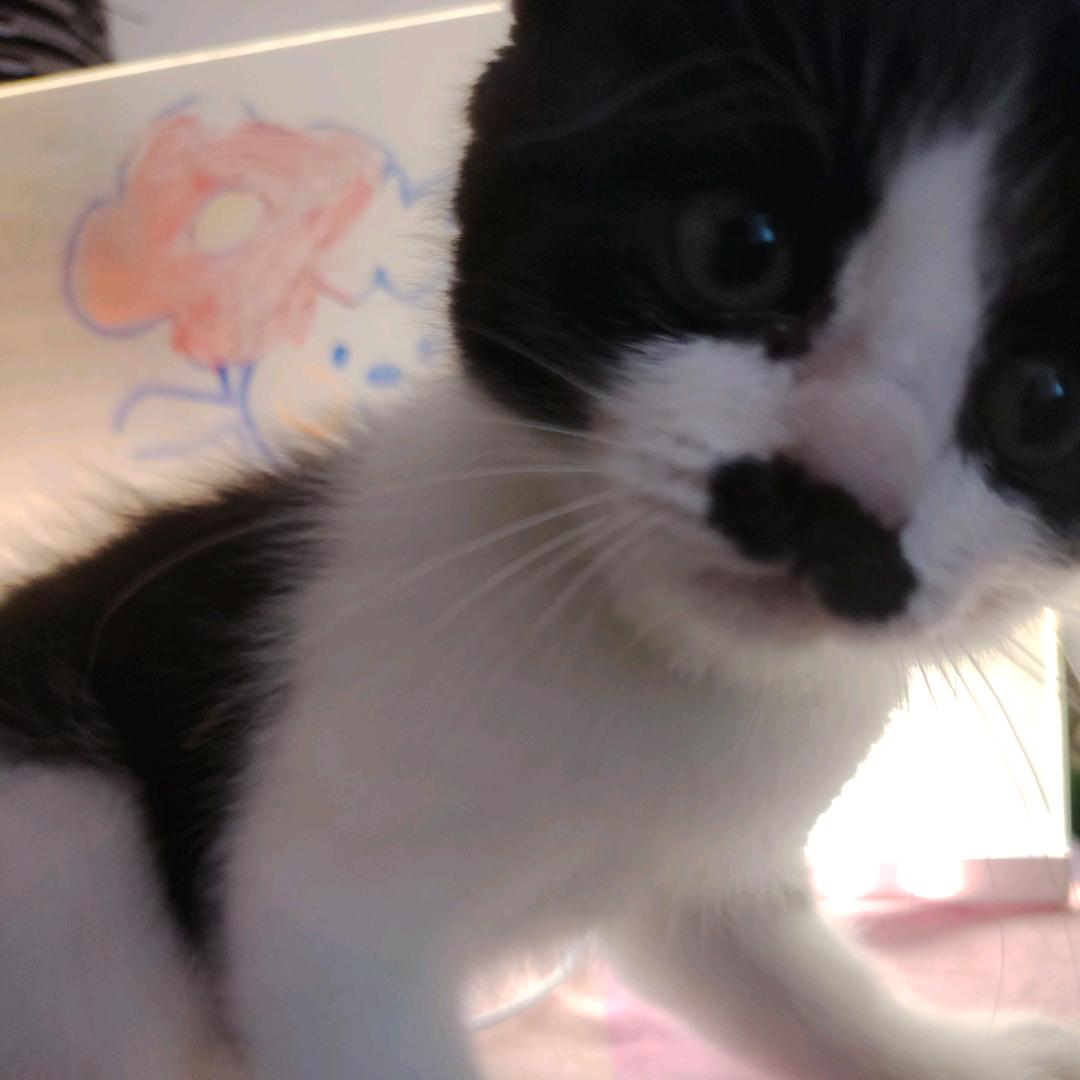牛奶猫来财～