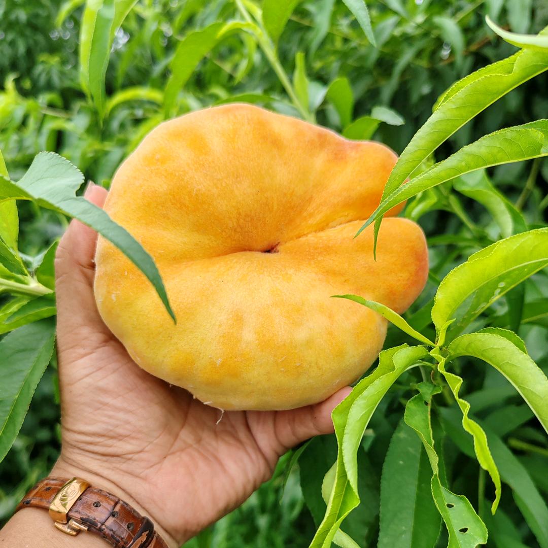zgan1328255080