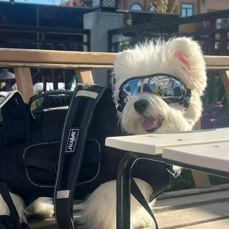 安爸家的狗狗衣帽间