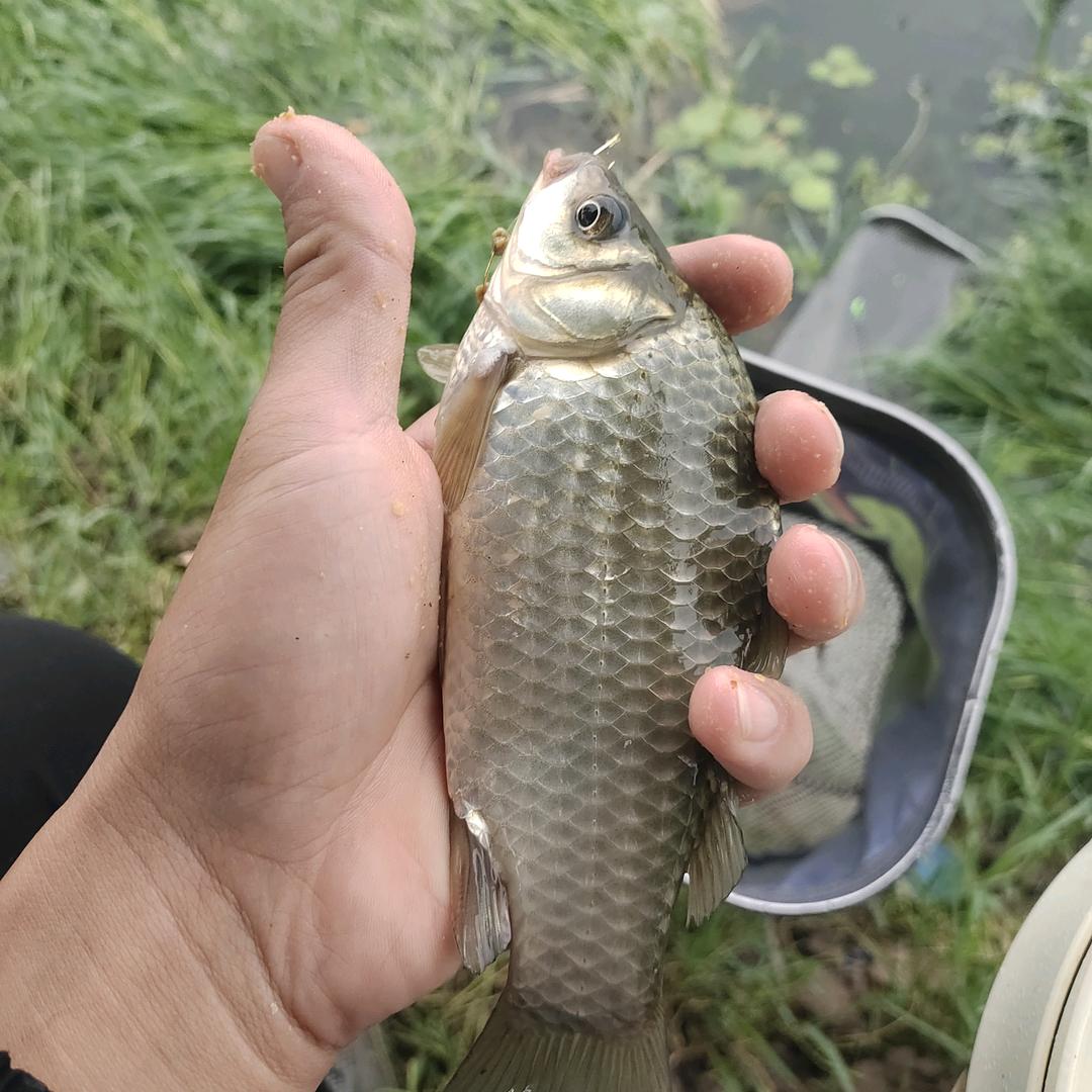 月下游鱼