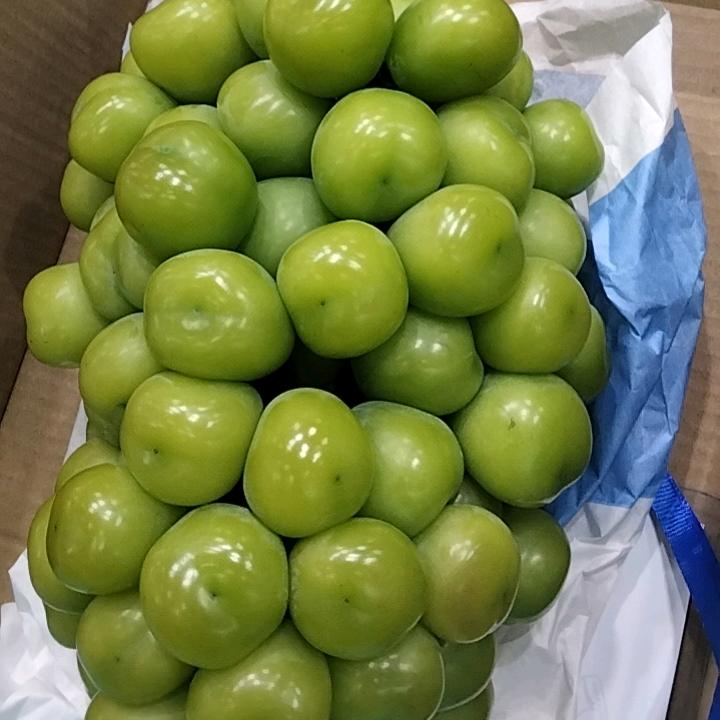 为朋葡萄种植