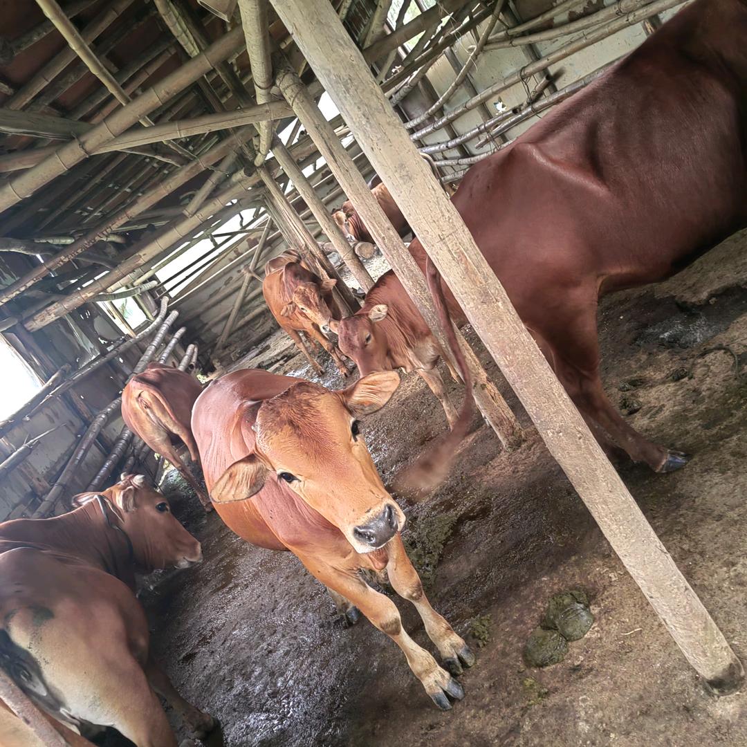 金畈放养土黄牛