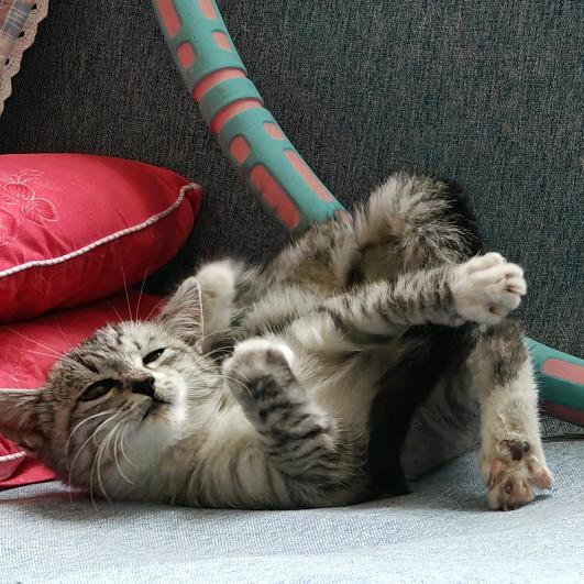 杨小小是只小猫咪