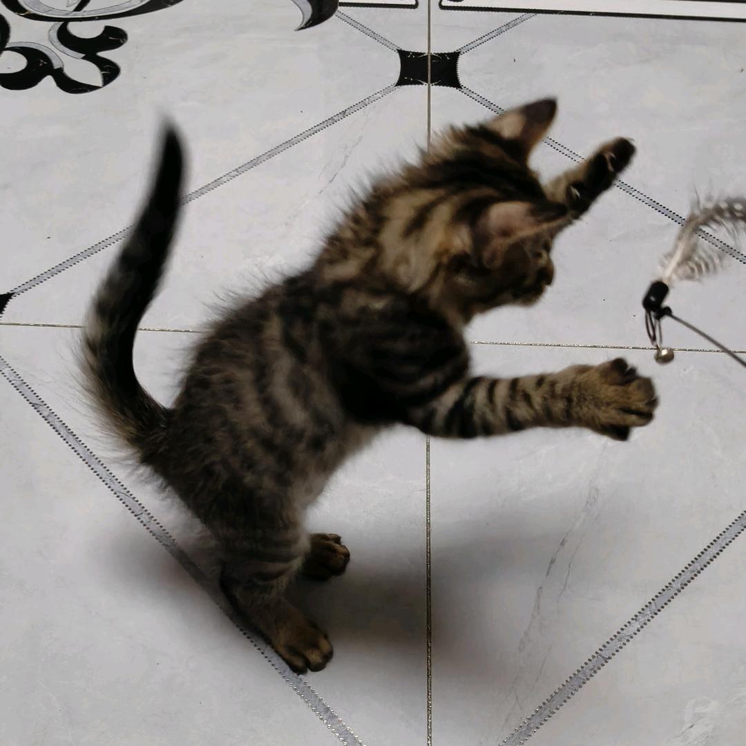 喵→喵↘喵↗喵↓