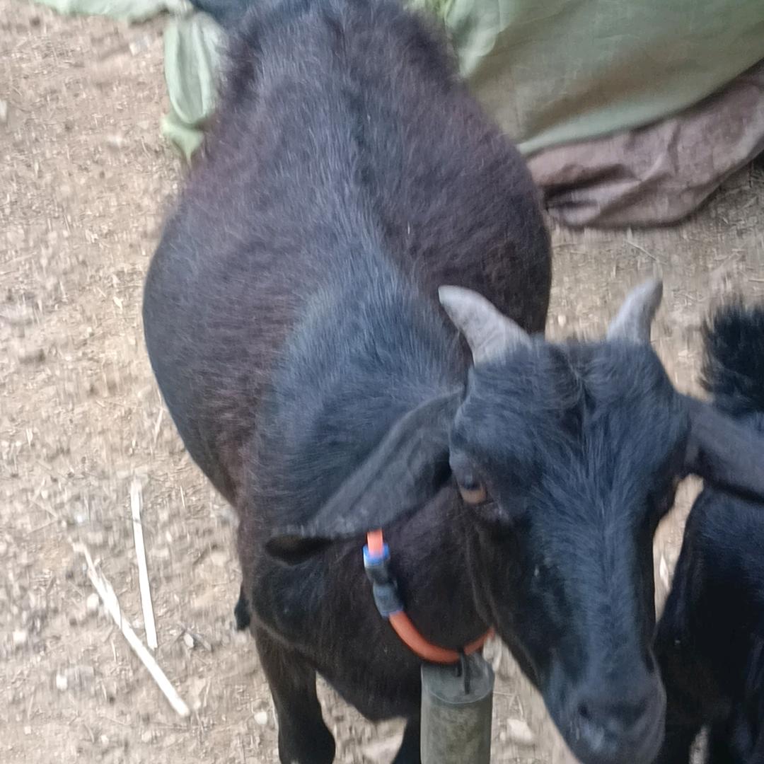 黑山羊老板