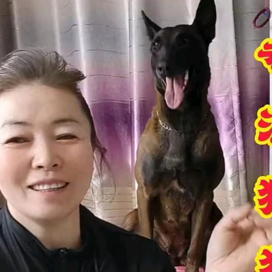 忠犬黑贝狗妈