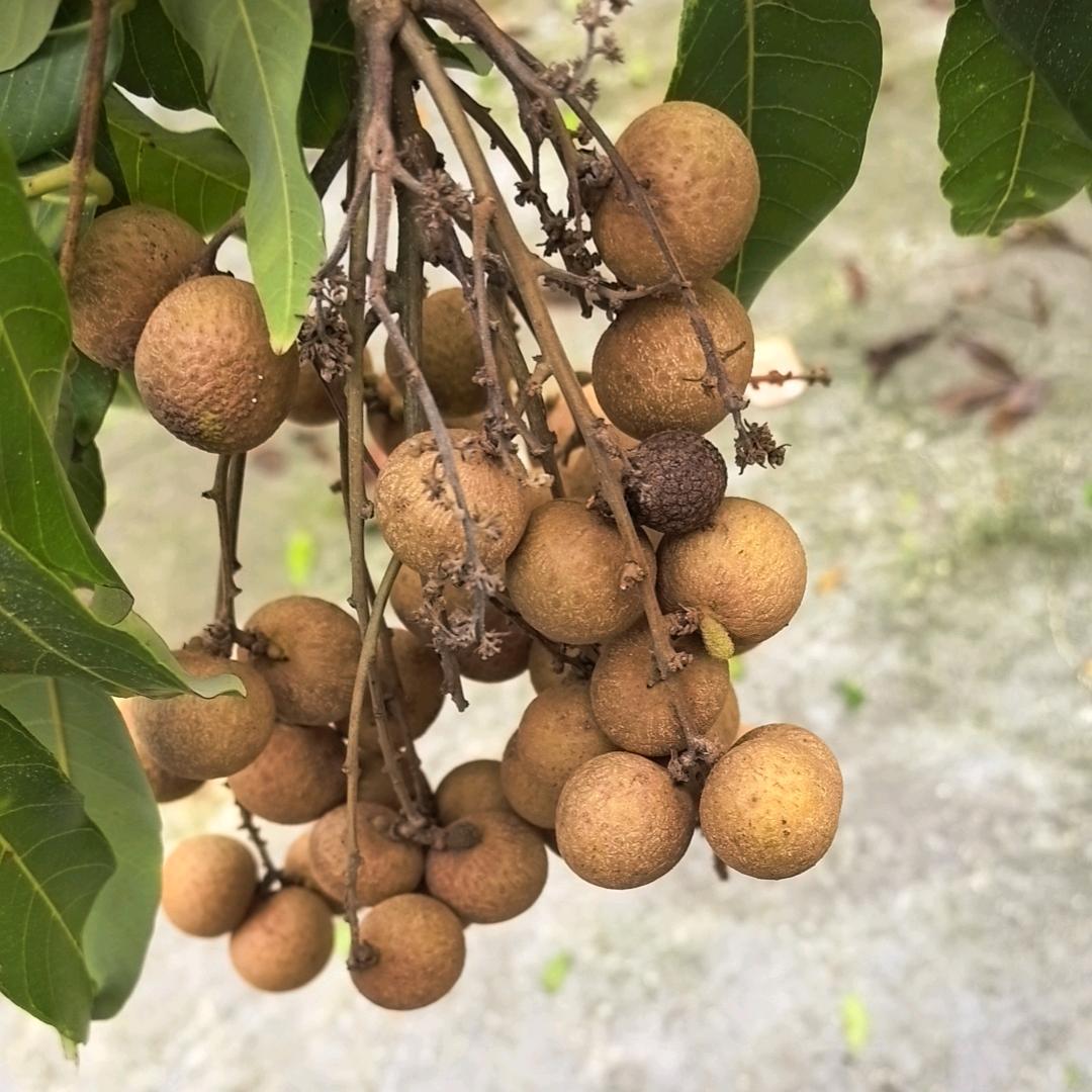 罗洲丽亚美
