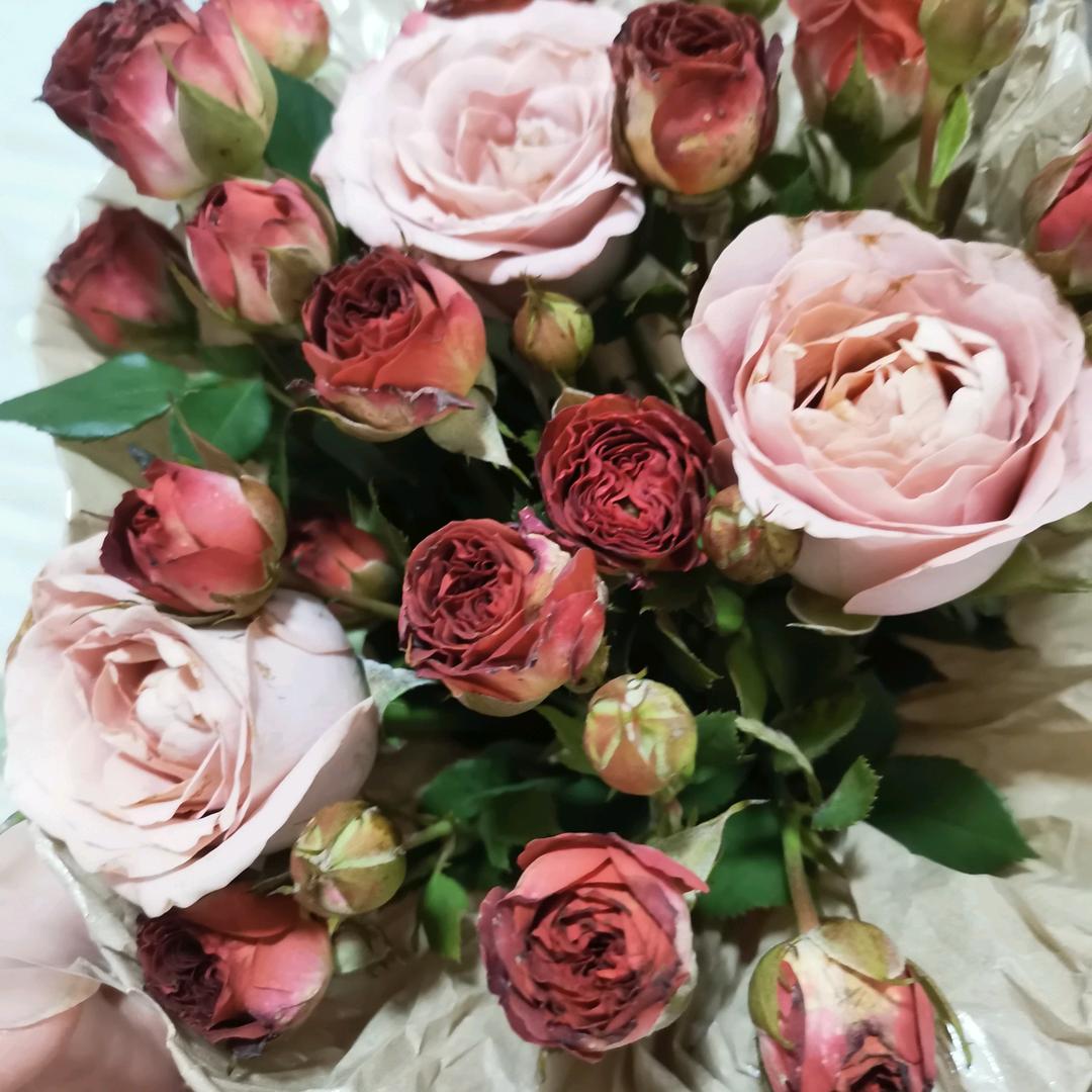 🌷把美好留给明天🌼(拒绝私聊