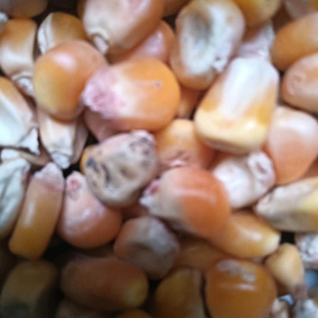 收购小麦玉米
