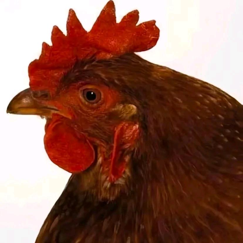 正宗蓬松大母鸡