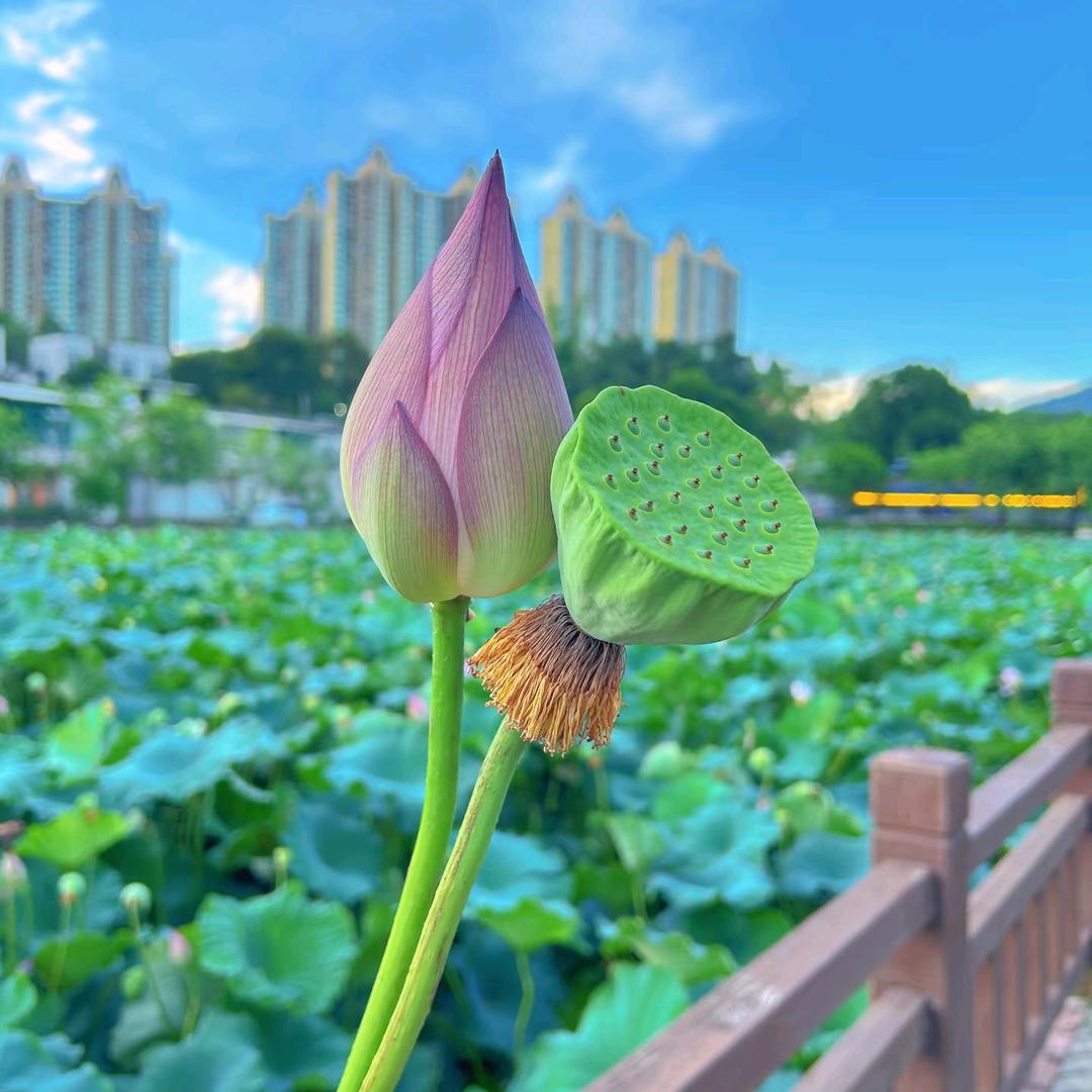 雨月雾语