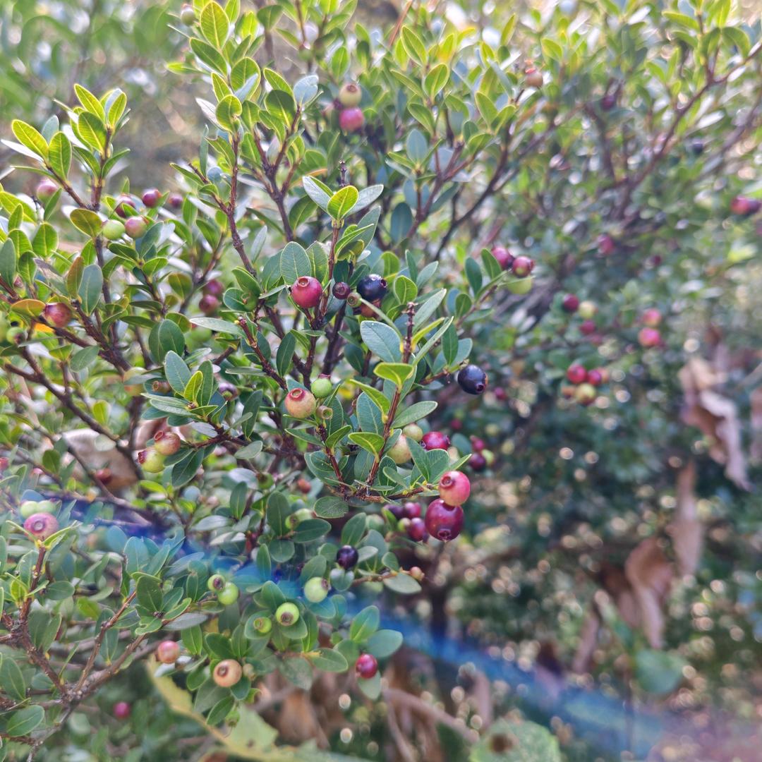 蜈蚣