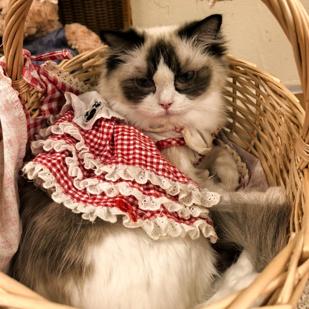 mao猫爱美丽🫧
