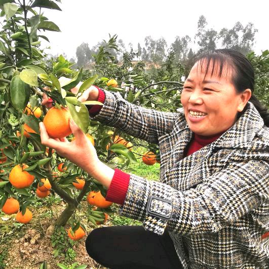 大雅柑书记（助农）