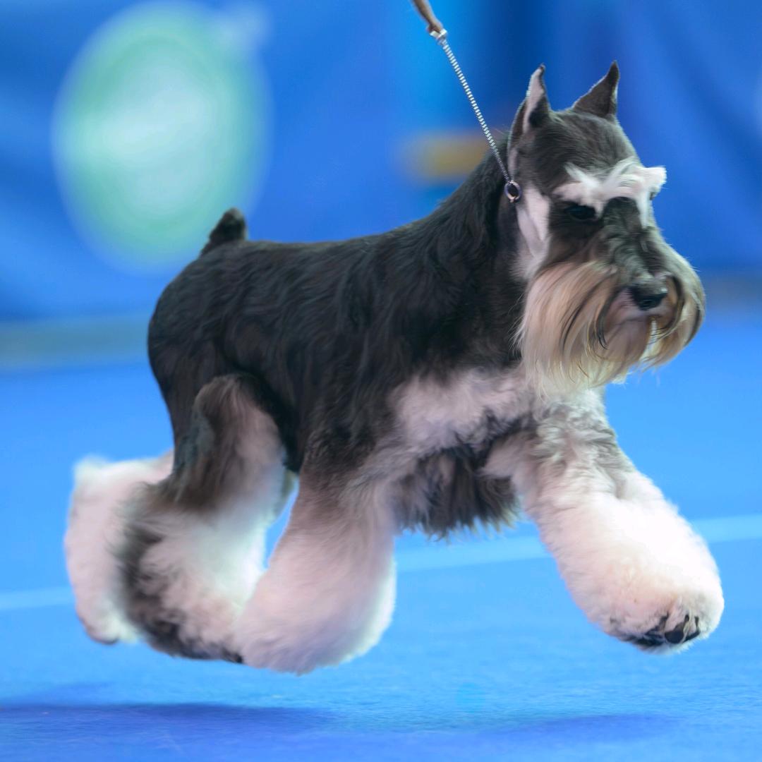 靓雪苑cku雪纳瑞