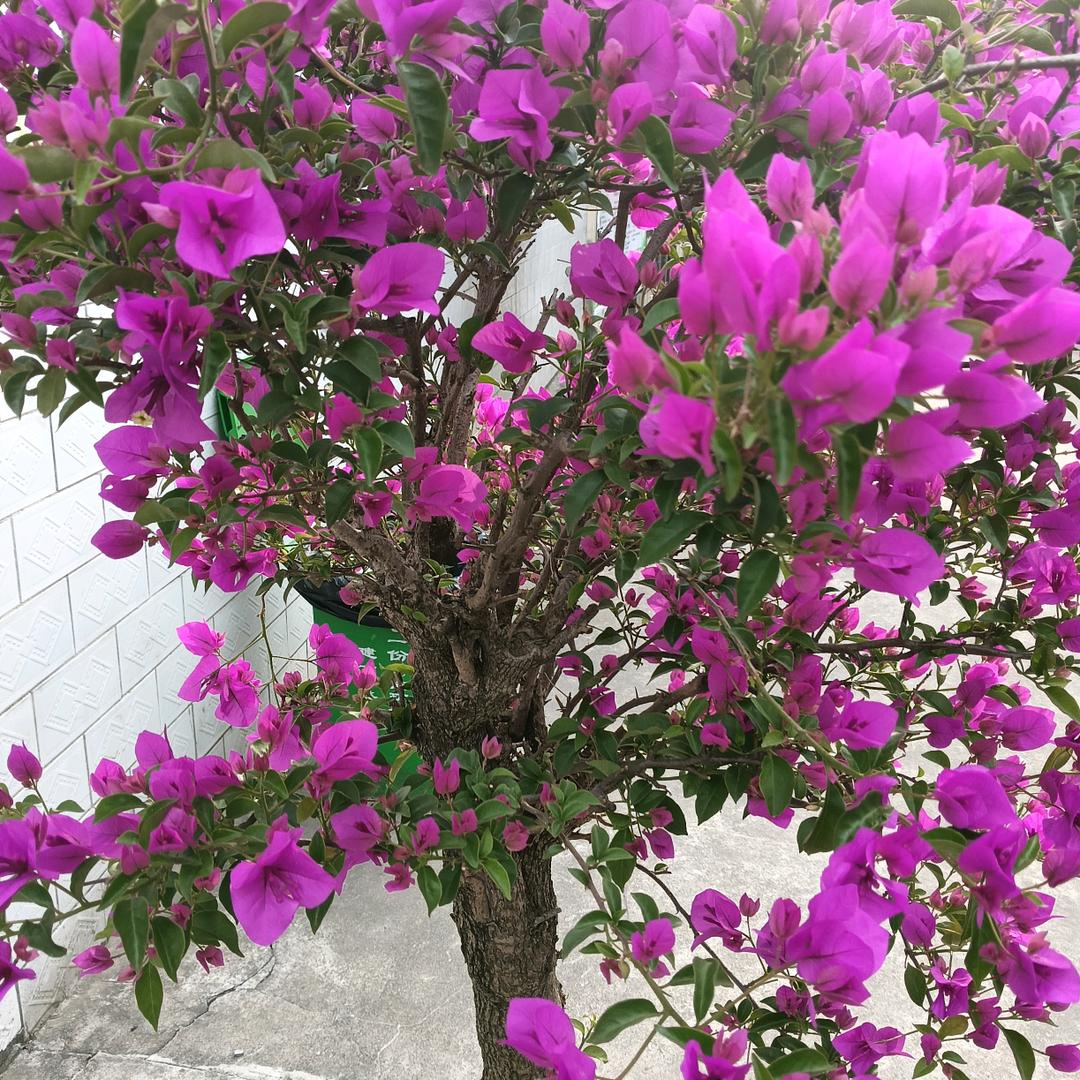 开心爷爷
