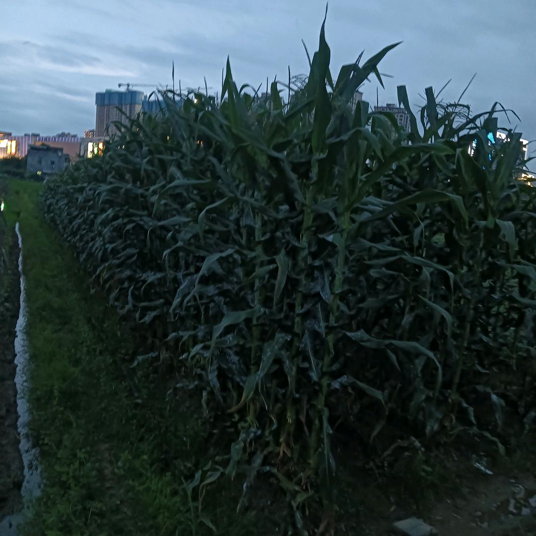 野火。~zZ。？？『·－·。，』（？。。