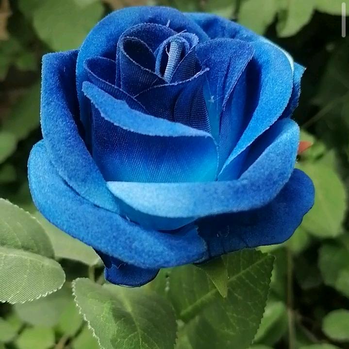 💞木💞子💞李💞