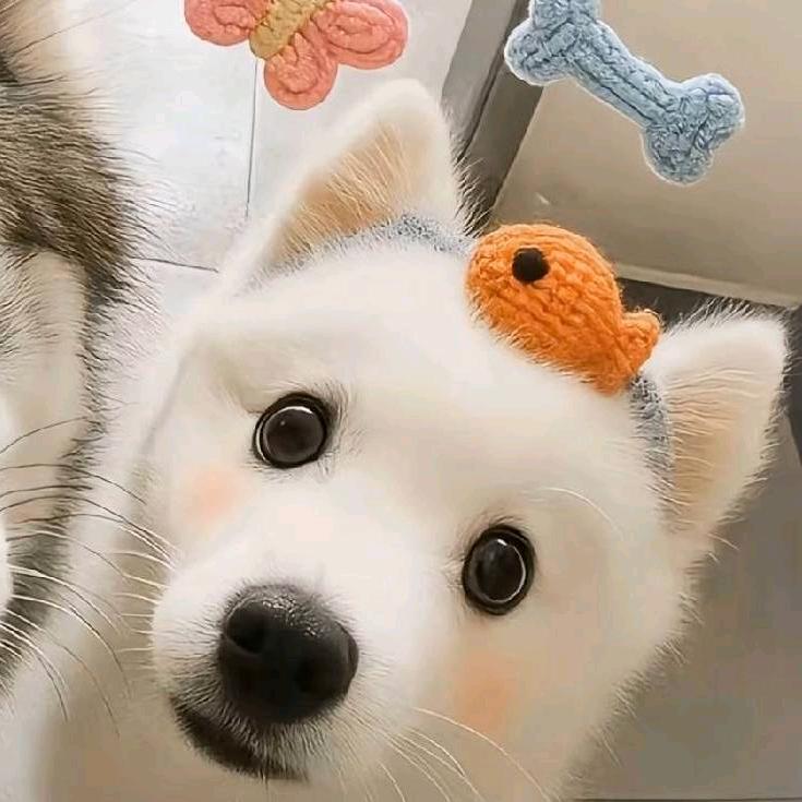ʕ ᵔᴥᵔ ʔ