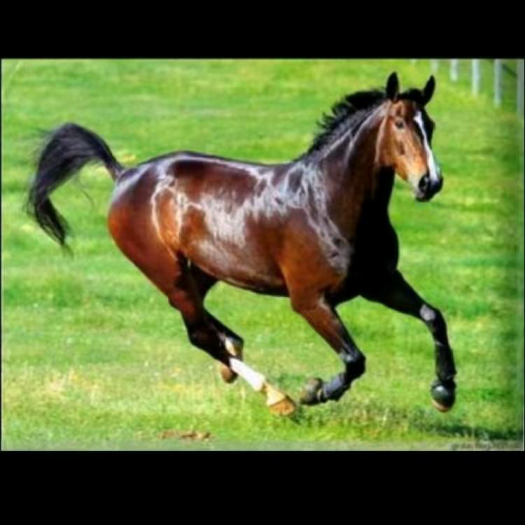 馬到成功！！！！