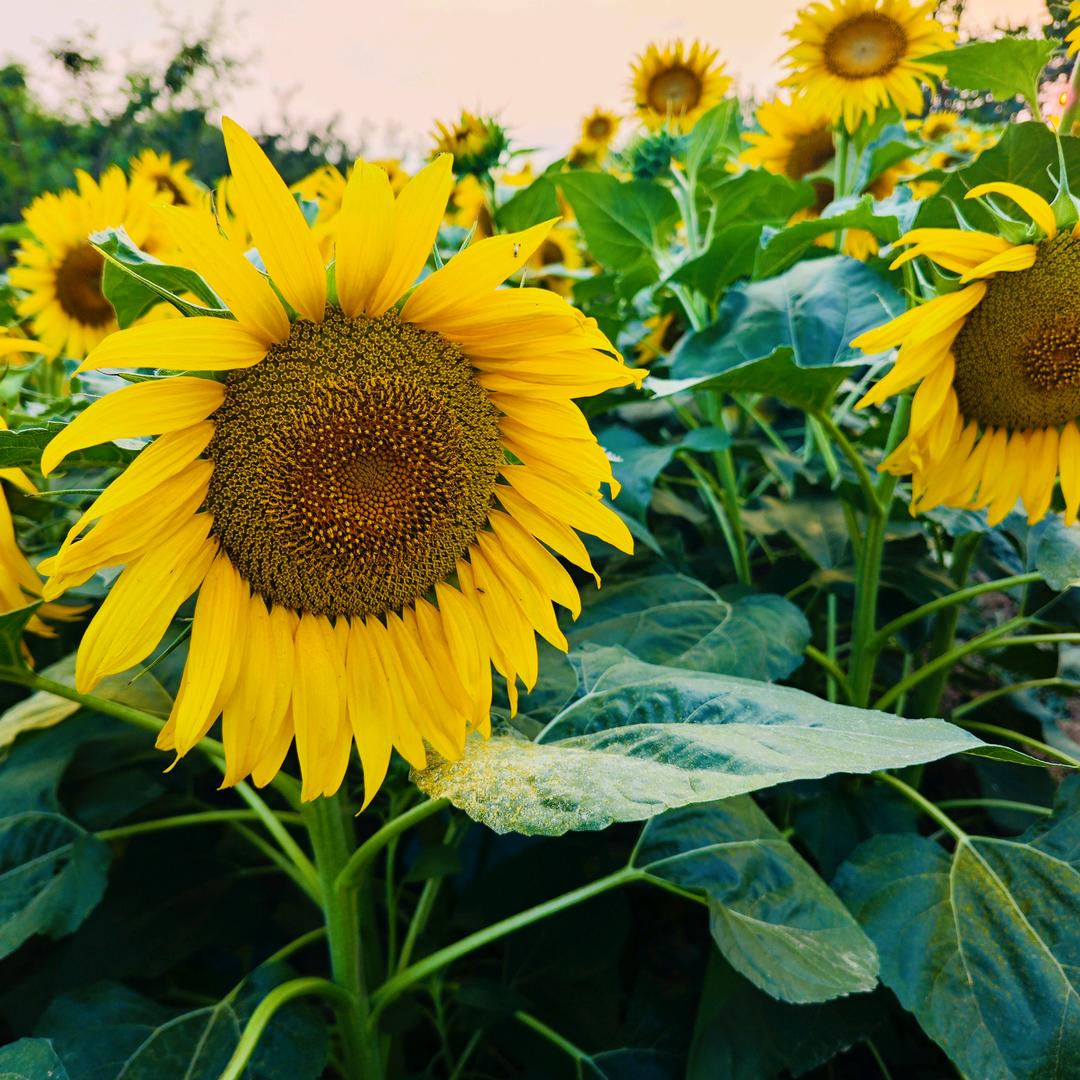 静侯、一切安好