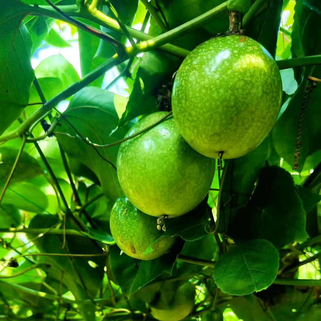 吴玉红美容养生优品小铺