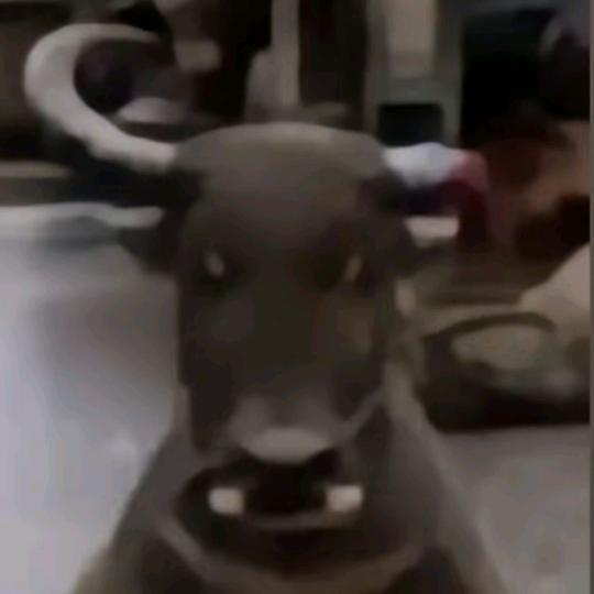 忧郁的牛