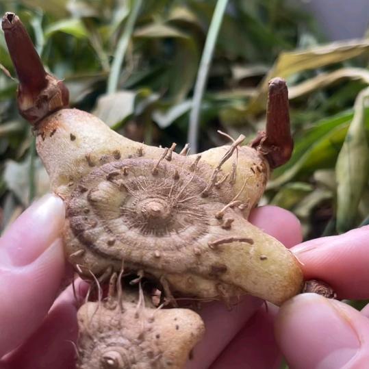 药材老汪