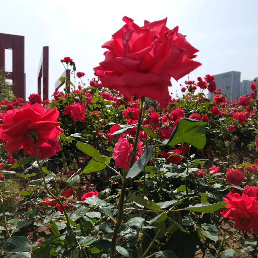 嫃馨奶奶
