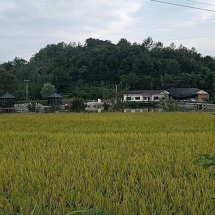 小田地锅饭